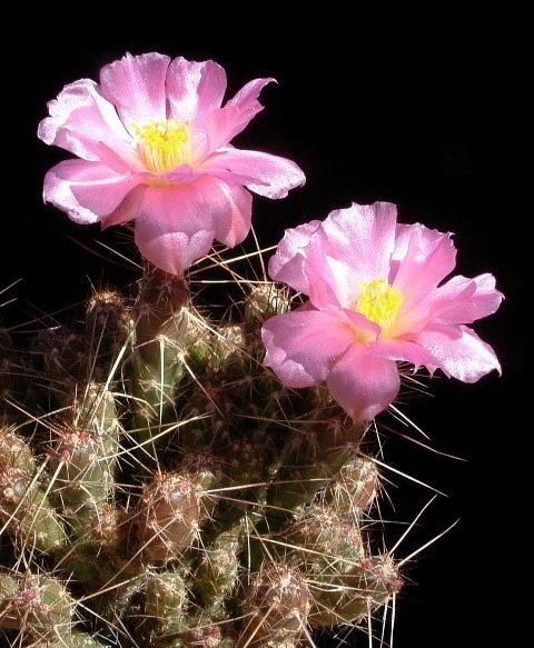 Grusonia Species, Dwarf Cholla