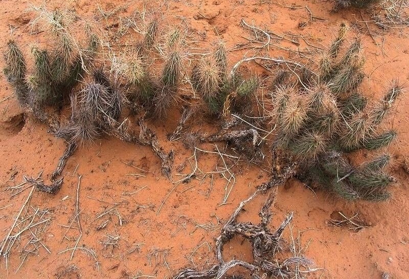 Grusonia Species, Devil Cholla, Kunze Club Cholla