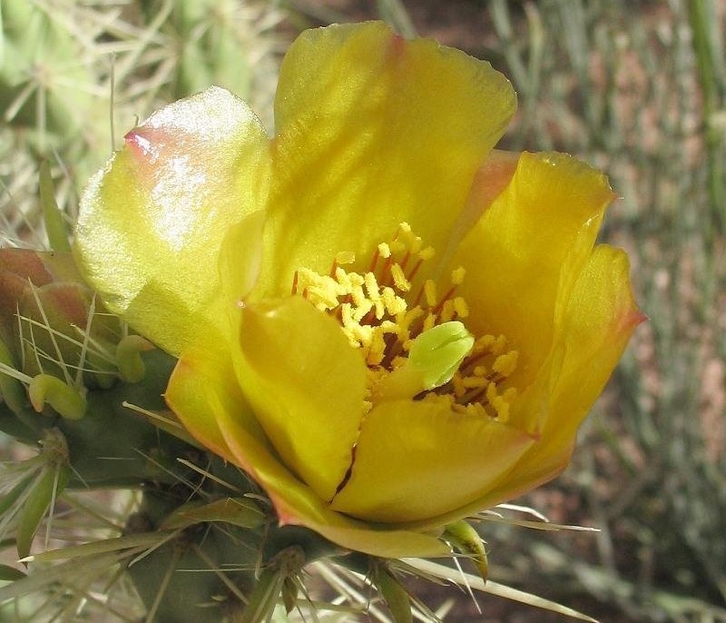 Major Cholla, Buckhorn Cholla