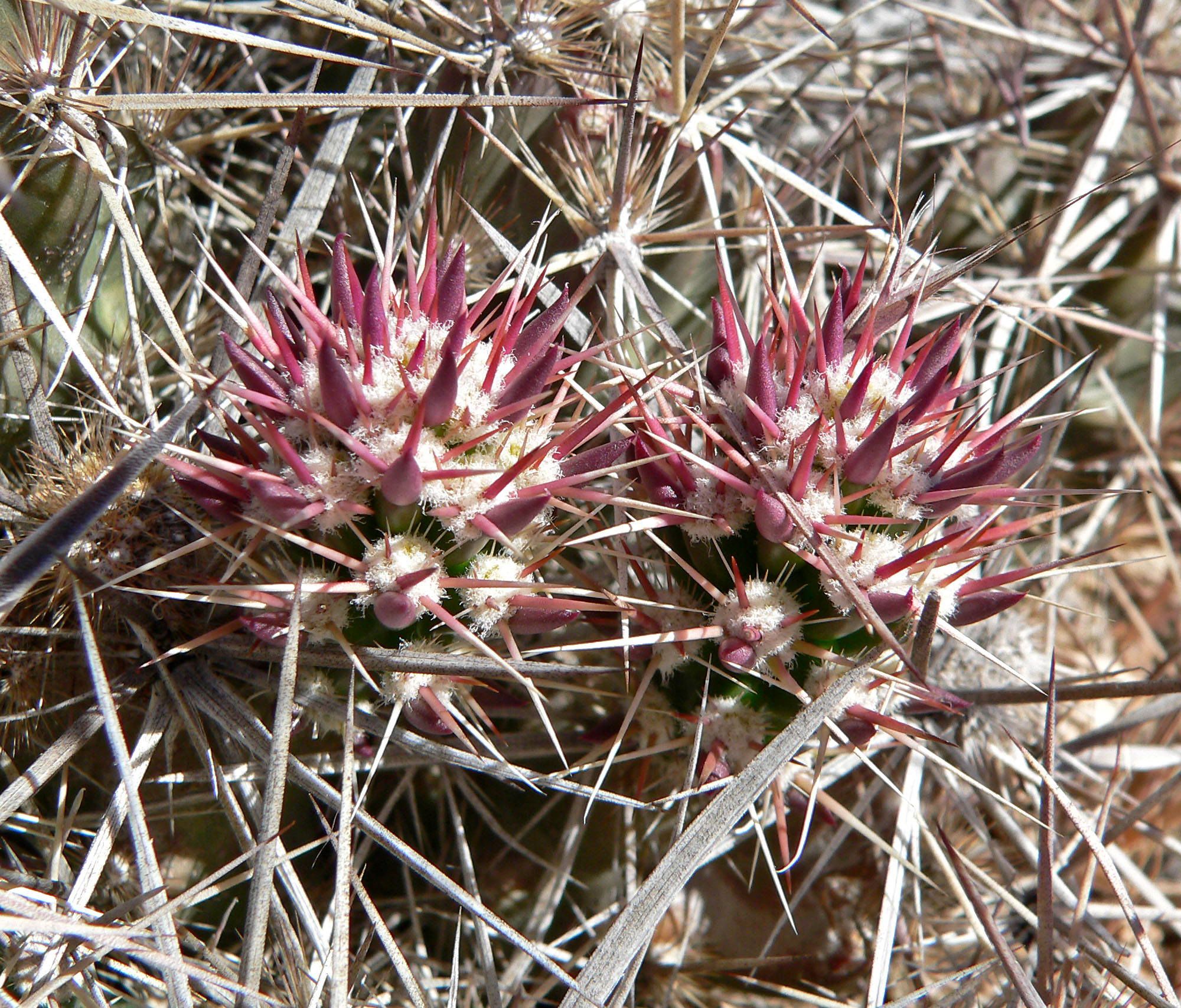 Grusonia