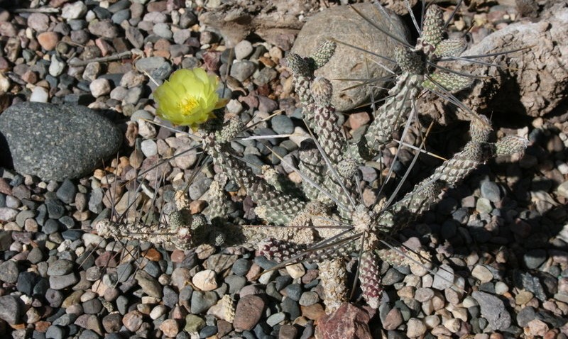 Cylindropuntia Species, Anteojoensis Cholla