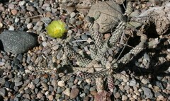 Cylindropuntia Species, Anteojoensis Cholla
