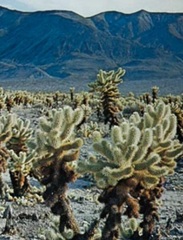 Cholla