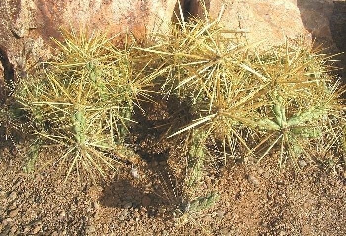 Cylindropuntia Species, Thistle Cholla
