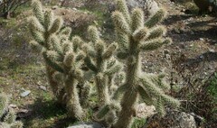 Cylindropuntia Natural Hybrid, Mason Valley Cholla, Pink Teddy Bear Cholla
