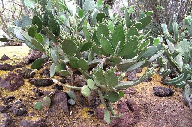 Opuntia Species, Prickly Pear Cactus