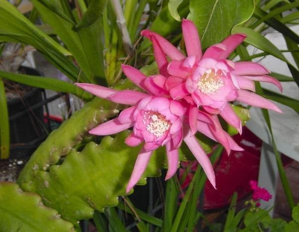Hybrid Epiphyllum, Orchid Cactus, Epicactus Padre