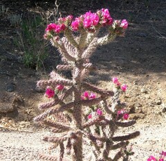 Cylindropuntia Natural Hybrid