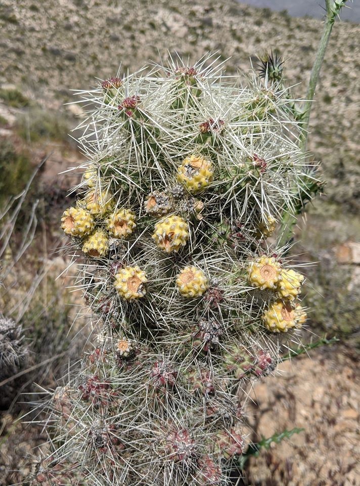 Blue Diamond Cholla