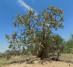 Cylindropuntia Natural Hybrid, Cholla