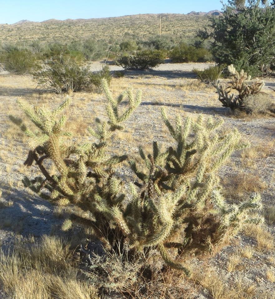 Cylindropuntia Species, San Felipe Cholla
