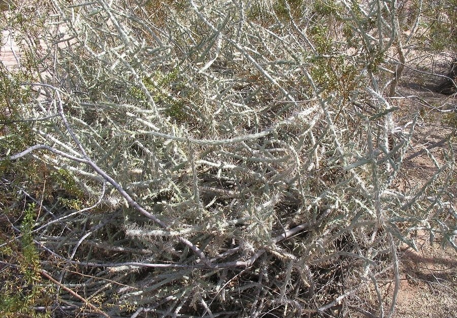 Popular Cholla