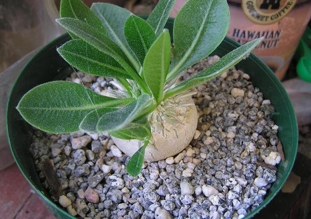 Pachypodium Species, Yellow Desert Star