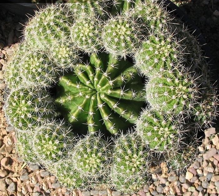 Echinopsis Hybrid Spellbound