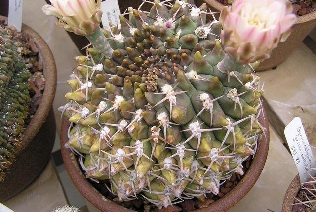 Gymnocalycium