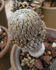 Pelecyphora Species, Hatchet Cactus, Peyote, Peyotillo, Woodlouse Cactus