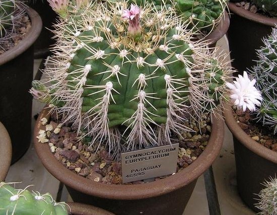 Gymnocalycium, Black Chin Cactus