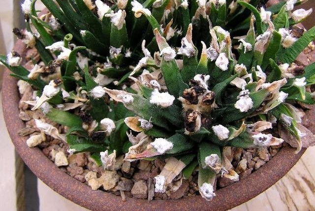 Tamaulipas Living Rock Cactus, Magueyito