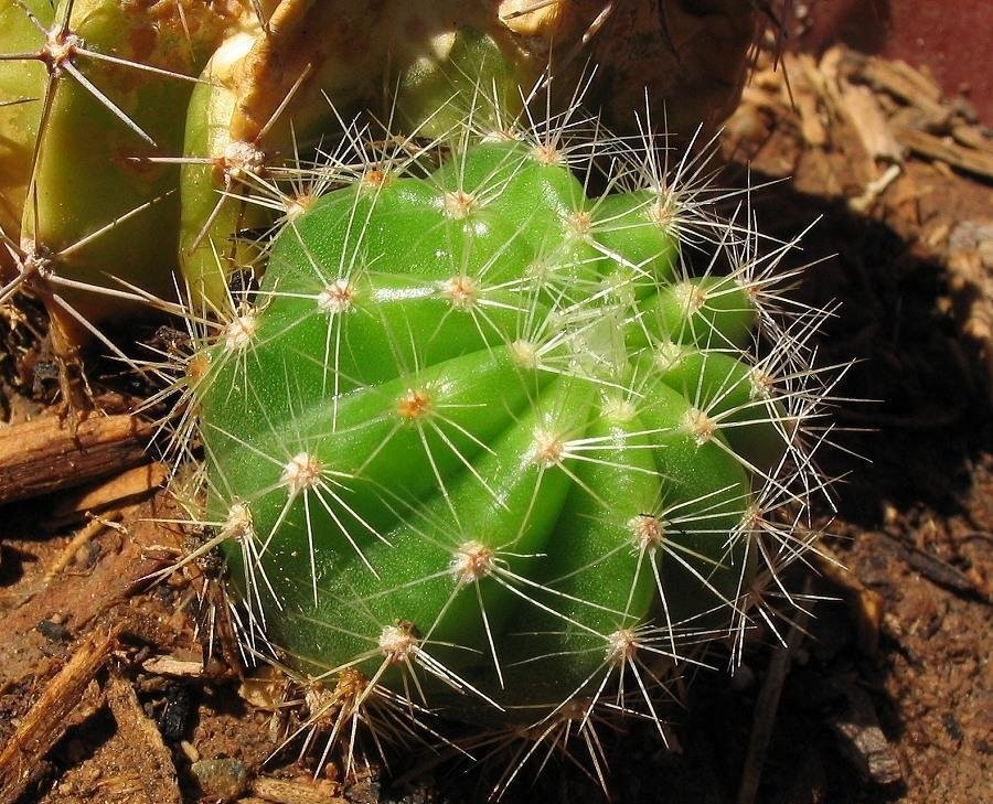 Echinopsis Hybrid Lochinvar