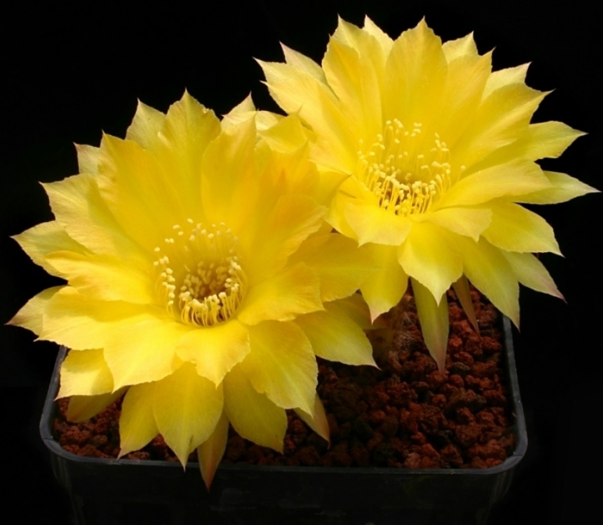 Echinopsis Hybrid Candlelight