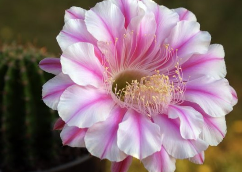 Echinopsis Hybrid Galaxy