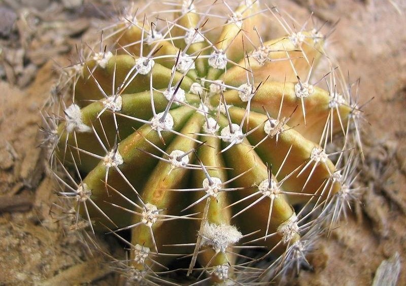 Echinopsis Hybrid Afterglow