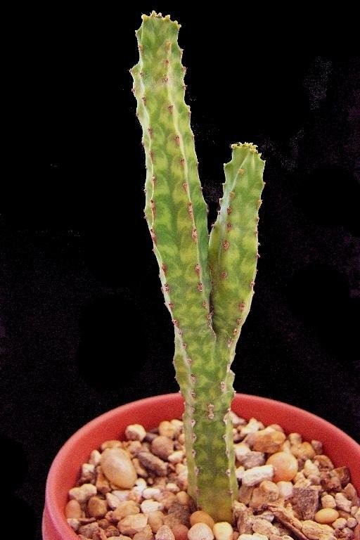 Euphorbia Lyttoniana