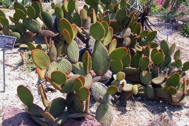 Opuntia Species, Prickly Pear Cactus, Cinnamon Cactus