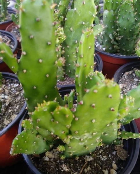 Opuntia Species, Maverick Prickly Pear