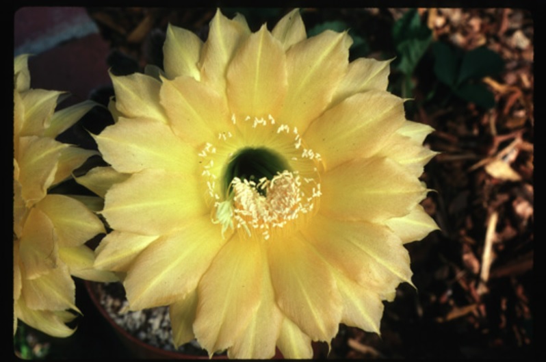 Echinopsis Hybrid Aglaia