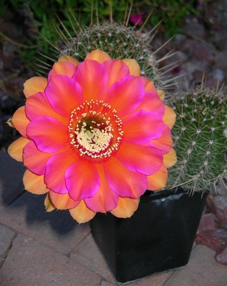 Echinopsis Hybrid Aiko