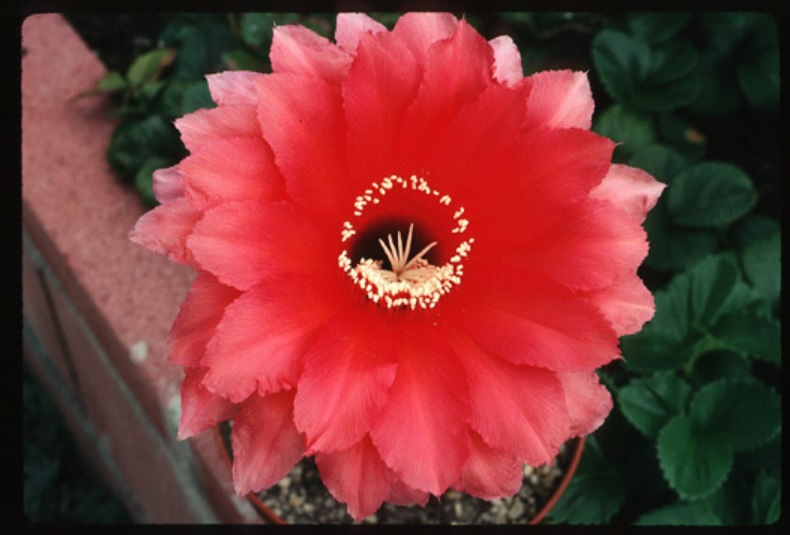 Echinopsis Hybrid Antares