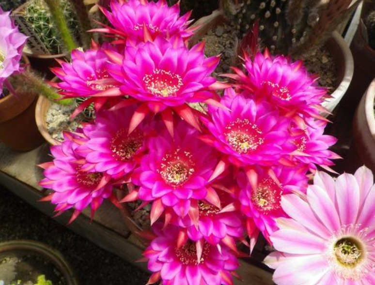 Echinopsis Hybrid Antimatter