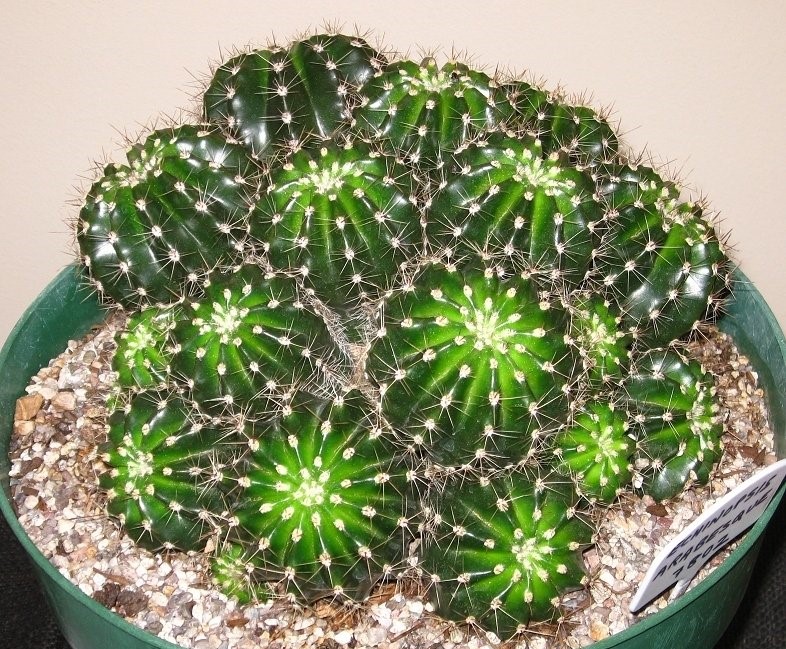 Echinopsis Hybrid Arabesque
