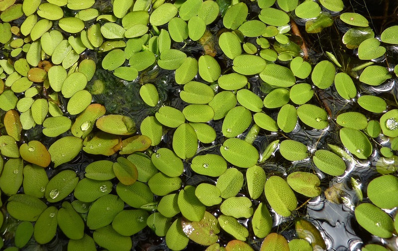Floating Watermoss