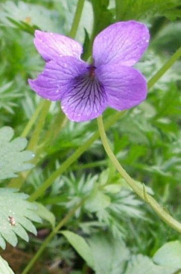 Viola Species, Alaskan Violet, Aleutian Violet