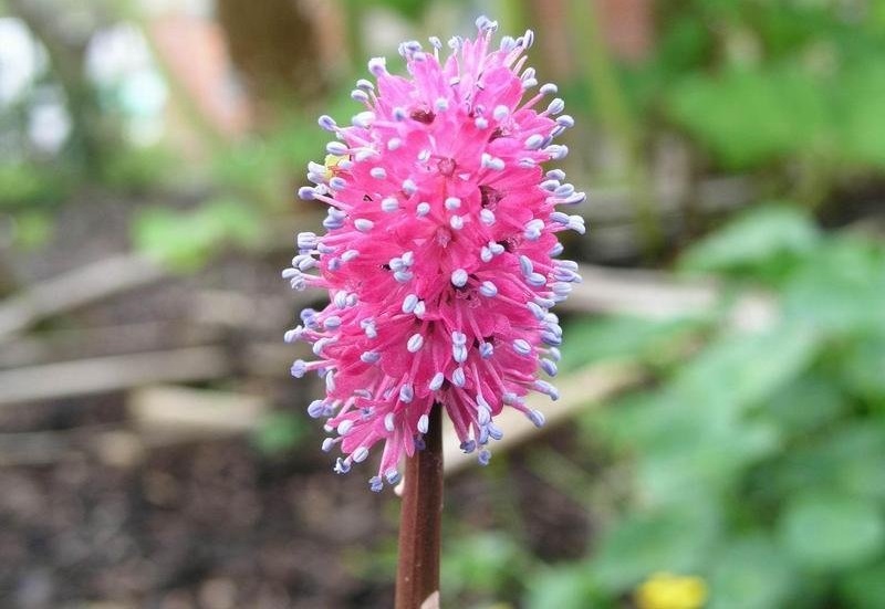 Swamp Pink