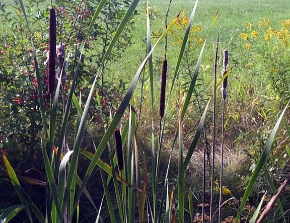 Lesser Bulrush, Narrow-leaved Reed Mace, Narrowleaf Cattail
