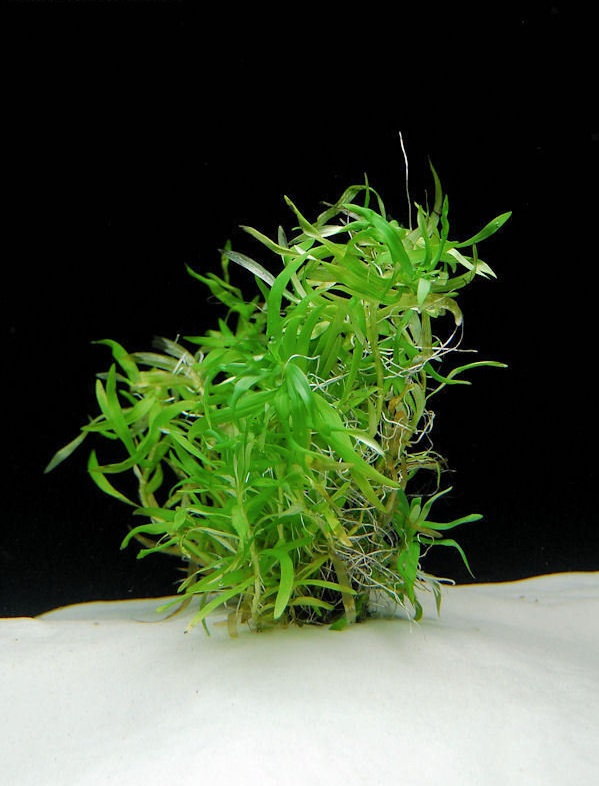 Heteranthera Species, Mud Plantain, Stargrass