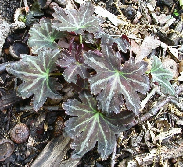 Saxifraga, Saxifrage Silver Velvet