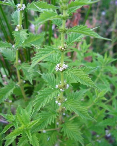 Bugleweed, Gypsywort, European Bugleweed, Water Horehound