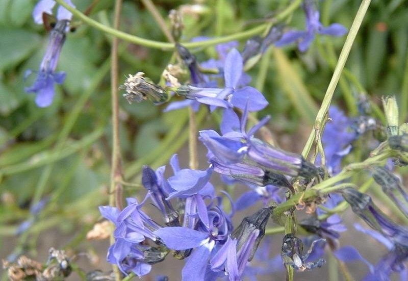 Lobelia Species, Apache Lobelia, Southwestern Blue Lobeila