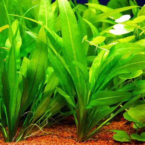 Amazon Sword Plant
