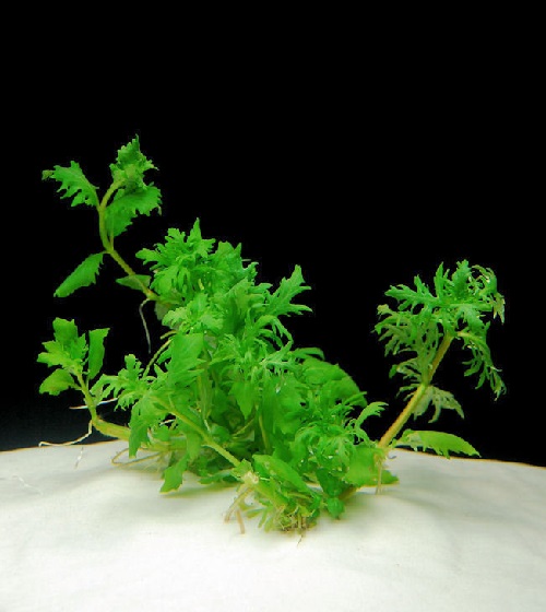 Hygrophila Species, Water Wisteria