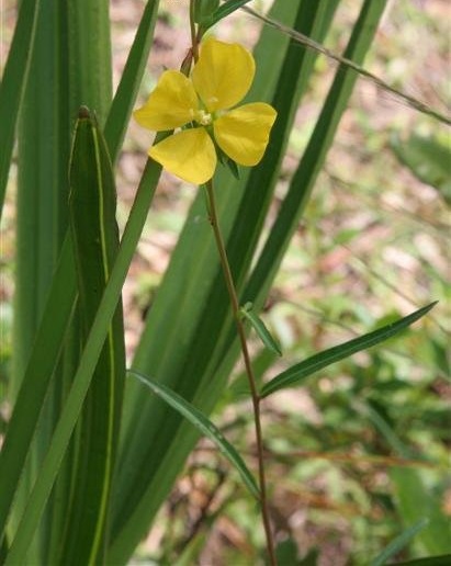 Savannah Primrose Willow