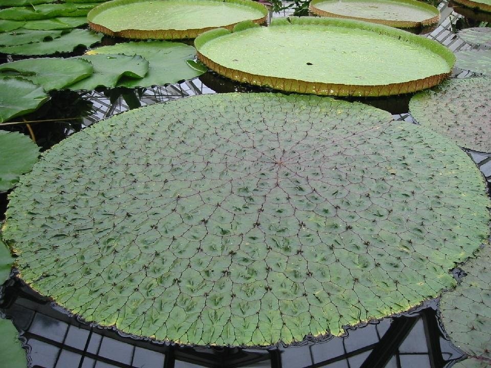 Euryale Species, Gorgon Plant, Prickly Water Lily