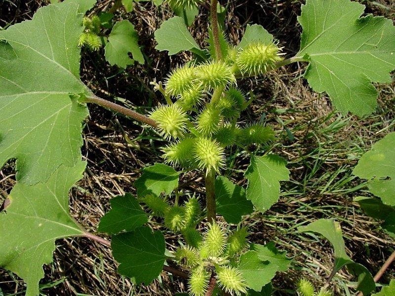Xanthium Species, Common Cocklebur, Rough Cocklebur