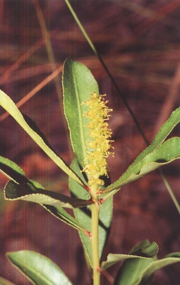 Stillingia Species, Corkwood, Water Toothleaf