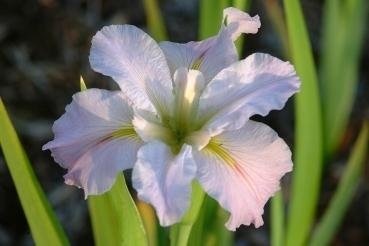 Louisiana Iris Bob Ward