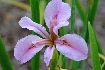 Louisiana Iris Bryce Leigh